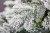 Искусственная елка Сибирская 230см заснеженная, Black Box 74369