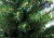 Искусственная елка Ели PENERI Ель Аляска 300 см зеленая