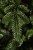 Искусственная ель «Нормандия» 230 см темно-зеленая, Triumph Tree